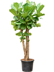 Фикус лировидный (лирата) 44/200 (Nieuwkoop Europe) 40510