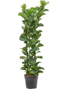 Фикус лировидный (лирата) "Bambino" 30/160 (Nieuwkoop Europe) 40511