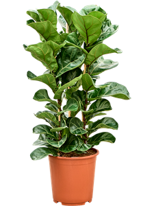 Фикус лировидный (лирата) "Bambino" 27/90 (Nieuwkoop Europe) 40513