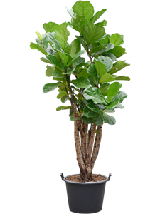 Фикус лировидный (лирата) 50/200 (Nieuwkoop Europe) 40514