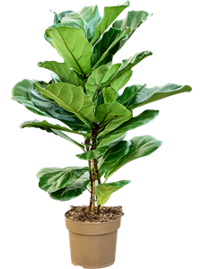 Фикус лировидный (лирата) 24/120 (Nieuwkoop Europe) 40516