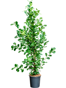 Фикус микрокарпа (мелкоплодный) "Moclame" 24/150 (Nieuwkoop Europe) 40518