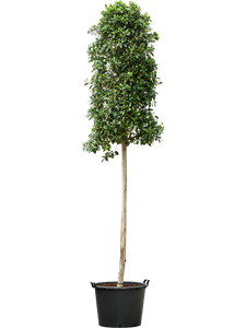 Фикус микрокарпа (мелкоплодный) "Nitida" стебель 70/450 (Nieuwkoop Europe) 40519