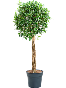 Фикус микрокарпа (мелкоплодный) "Nitida" многоствольный 34/125 (Nieuwkoop Europe) 40520