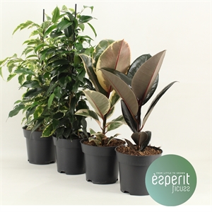 Фикус микс 14/40 (Nieuwkoop Europe) 40522