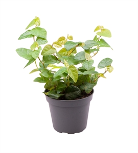 Фикус карликовый (фикус пумила) "Arina" 6/13 (Nieuwkoop Europe) 40525