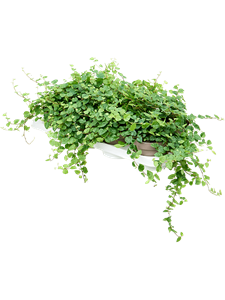 Фикус карликовый (фикус пумила) "Green Sunny" ампельный 12/20 (Nieuwkoop Europe) 40527