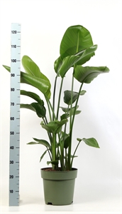 Стрелиция Николая 27/140 (Nieuwkoop Europe) 40528