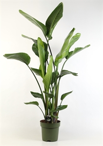 Стрелиция Николая 27/170 (Nieuwkoop Europe) 40529