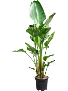 Стрелиция Николая 30/210 (Nieuwkoop Europe) 40530