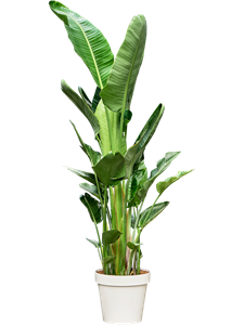 Стрелиция Николая 50/210 (Nieuwkoop Europe) 40531