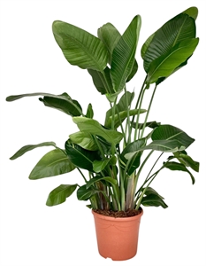 Стрелиция Николая 35/170 (Nieuwkoop Europe) 40533