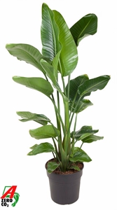 Стрелиция Николая 31/150 (Nieuwkoop Europe) 40535