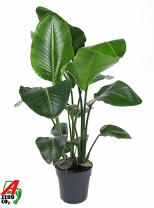 Стрелиция Николая 24/110 (Nieuwkoop Europe) 40536