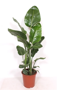 Стрелиция Николая 27/130 (Nieuwkoop Europe) 40537