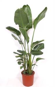 Стрелиция Николая 34/200 (Nieuwkoop Europe) 40539