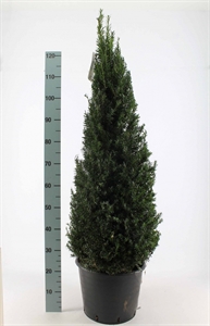 Тис ягодный конусный 40/130 (Nieuwkoop Europe) 40549