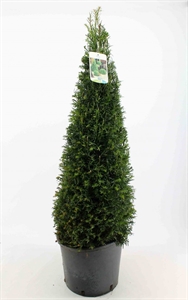 Тис ягодный конусный 32/110 (Nieuwkoop Europe) 40552