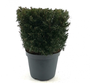 Тис ягодный куб 30/60 (Nieuwkoop Europe) 40553