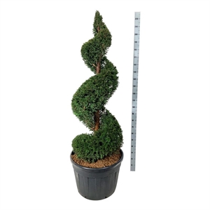 Тис ягодный спиральный 70/210 (Nieuwkoop Europe) 40559