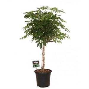 Шеффлера Компакта штамб 32/130 (GL) 32952