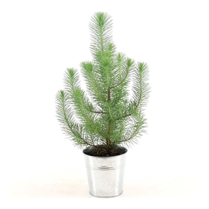 Сосна пиния (cосна итальянская) "Silver Crest" 12/35 (Nieuwkoop Europe) 40239