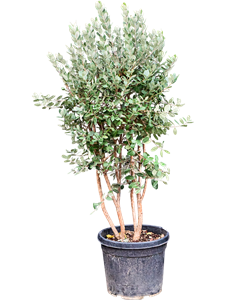 Фейхоа Селлова (акка Селлова) 50/190 (Nieuwkoop Europe) 40652