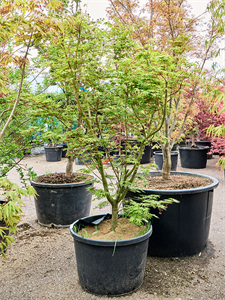 Клен дланевидный "Asahi Zuru" 70/240 (Nieuwkoop Europe) 40654