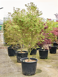 Клен дланевидный "Asahi Zuru" 64/270 (Nieuwkoop Europe) 40655