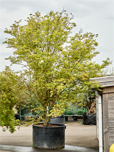 Клен дланевидный "Asahi Zuru" 125/440 (Nieuwkoop Europe) 40656