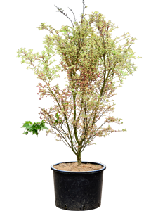 Клен дланевидный "Butterfly" 43/165 (Nieuwkoop Europe) 40657