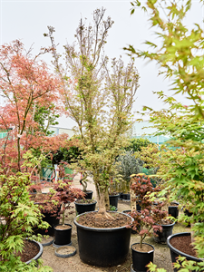 Клен дланевидный "Butterfly" 95/400 (Nieuwkoop Europe) 40658