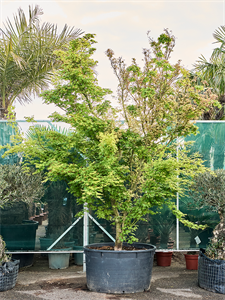 Клен дланевидный "Butterfly" 123/440 (Nieuwkoop Europe) 40659