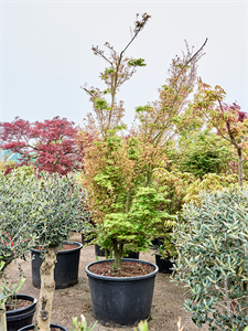 Клен дланевидный "Butterfly" 85/350 (Nieuwkoop Europe) 40660