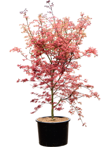 Клен дланевидный "De Shojo" 43/175 (Nieuwkoop Europe) 40661