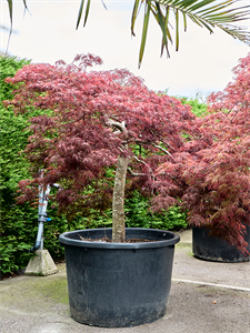 Клен дланевидный диссектум "Crimson Queen" 103/220 (Nieuwkoop Europe) 40662