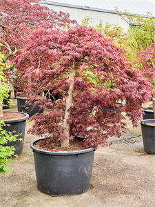 Клен дланевидный диссектум "Garnet" 86/200 (Nieuwkoop Europe) 40663