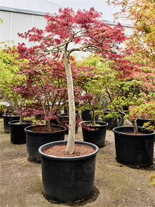 Клен дланевидный диссектум "Garnet" 77/240 (Nieuwkoop Europe) 40664