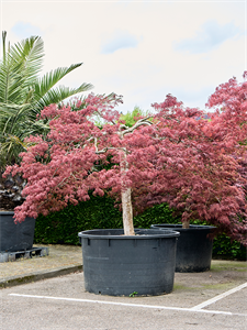 Клен дланевидный диссектум "Garnet" 120/260 (Nieuwkoop Europe) 40665