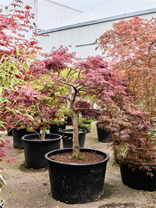 Клен дланевидный диссектум "Garnet" 95/210 (Nieuwkoop Europe) 40666