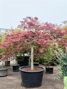 Клен дланевидный диссектум "Garnet" 96/250 (Nieuwkoop Europe) 40667