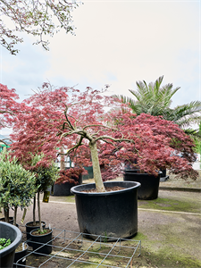 Клен дланевидный диссектум "Garnet" 110/230 (Nieuwkoop Europe) 40668