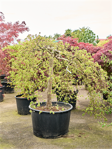 Клен дланевидный диссектум "Green Lace" 95/200 (Nieuwkoop Europe) 40669