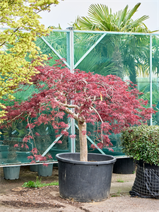 Клен дланевидный диссектум "Inaba-Shidare" 100/240 (Nieuwkoop Europe) 40670