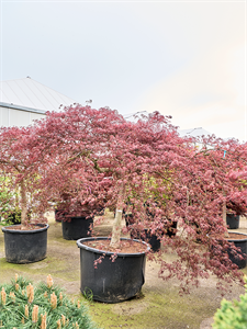 Клен дланевидный диссектум "Inaba-Shidare" 115/270 (Nieuwkoop Europe) 40671