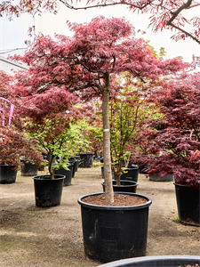 Клен дланевидный диссектум "Inaba-Shidare" 78/240 (Nieuwkoop Europe) 40672