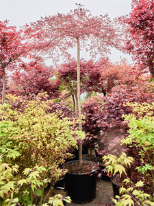 Клен дланевидный диссектум "Inaba-Shidare" 70/350 (Nieuwkoop Europe) 40673