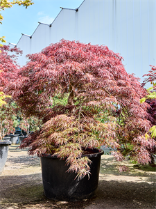 Клен дланевидный диссектум "Ornatum" 102/220 (Nieuwkoop Europe) 40674