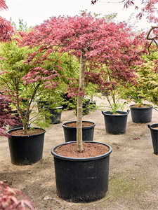 Клен дланевидный диссектум "Stella Rossa" 77/230 (Nieuwkoop Europe) 40675