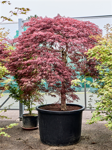 Клен дланевидный диссектум "Stella Rossa" 102/240 (Nieuwkoop Europe) 40676